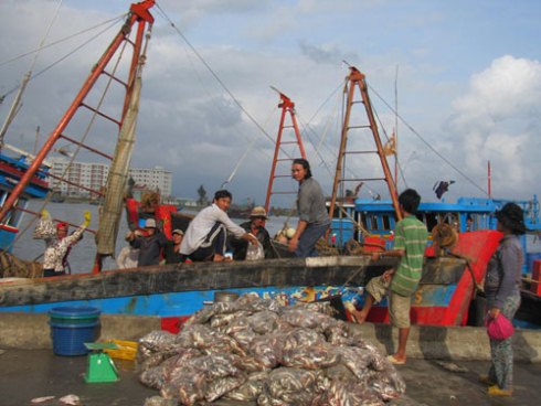 Các đầu nậu thu mua cá cơm tại cảng cá Âu Thuyền Thọ Quang (Đà Nẵng) rồi xuất sang Trung Quốc. Ảnh Người Lao Động