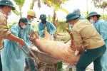 Dịch tả lợn châu Phi lan ra 9 tỉnh