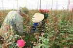 Hoa hồng Đà Lạt tăng giá gần chục lần trước ngày 8/3