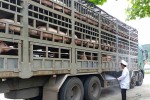 Lợn chuyển vào Nam giảm mạnh do dịch tả châu Phi