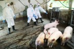 Cục Thú y: "Dịch tả lợn lan rộng do người dân giết mổ lợn bệnh"