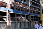 Đồng Nai lo bảo vệ đàn heo lớn nhất nước trước dịch bệnh