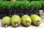 Thương lái Trung Quốc ồ ạt gom mua mít Thái