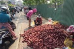 Khoai lang Nhật 10.000 đồng/kg tràn khắp các tuyến phố TP.HCM