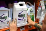Bồi thẩm đoàn Mỹ kết luận thuốc diệt cỏ Monsanto gây ung thư