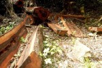 Thêm một khu rừng gỗ quý bị "lâm tặc" đốn hạ ở Quảng Bình