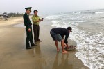 Liên tục xuất hiện rùa biển quý ở vùng biển Chân Mây - Lăng Cô