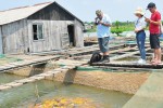 Mai này còn cá tự nhiên: Nặng lòng với dòng Mekong
