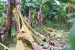 Công nhân đề xuất "bán chuối trừ lương" ở dự án nuôi bò Bình Hà