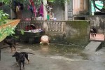 Thông tin bất ngờ vụ cháu bé bị chó cắn tử vong ở Hưng Yên