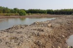 Kéo nhau xuống Cần Giờ "săn" đất