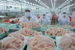 Thị trường chính của cá tra đồng loạt giảm nhập