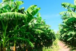Bầu Đức: "Chúng tôi chỉ kêu gọi đầu tư chứ không bán đất"