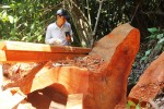Cổ thụ trăm năm tuổi bị "xẻ thịt" thẳng tay, nằm trơ gốc giữa rừng già