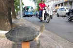 4 triệu đồng một con rùa răng bán vỉa hè Sài Gòn
