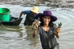 Người miền Tây "thuốc cá vuông", cá "xỉu" tha hồ vớt