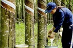 Dự báo xuất khẩu cao su thoát cảnh trầm lắng khi Trung Quốc tăng mua