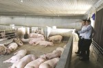 Giá lợn 'nhảy múa' theo sốt dịch