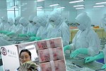 Thuỷ sản sang Trung Quốc gặp khó do đồng NDT mất giá