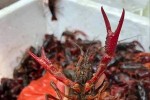 Tôm càng đỏ nguy hại 'đổ bộ' vào Việt Nam: Do chiến tranh thương mại Mỹ-Trung?