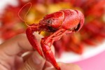 Quản lý thị trường: "Bán tôm hùm đất cấp đông cũng có thể bị xử lý"