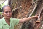 Bắt quả tang người "đầu độc" thông 3 lá bằng thuốc diệt cỏ