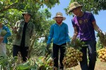 Xuất khẩu vải thiều sang Trung Quốc tăng nhưng không bền vững