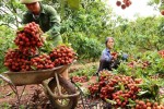 Giá vải thiều tăng gấp đôi so với vụ trước