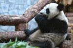 Trung Quốc "ngoại giao gấu trúc" với Nga