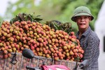 Vải thiều Lục Ngạn có bị 'thổi giá'?