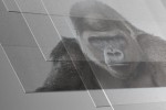 Không có iPhone, kính cường lực Gorilla Glass đã không ra đời