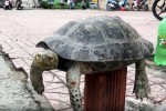 Rùa Răng quý hiếm bày bán công khai giữa trung tâm TP.HCM