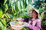 EVFTA mở ra cơ hội cực lớn cho nông sản Việt Nam