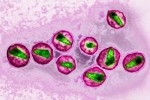 Giới khoa học đang ở rất gần cách chữa căn bệnh thế kỷ HIV/AIDS