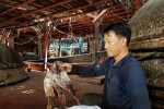 Trung Quốc thay đổi phương thức nhập khẩu mực khô: Quảng Nam cầu cứu các bộ, ngành