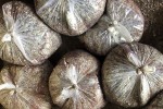 Thương lái thu gom vảy cá ở miền Tây