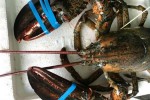 Có dễ mua được tôm hùm Alaska giá 170.000 đồng/kg?
