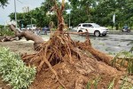 Nhiều cây xanh bật gốc trong mưa giông ở Sài Gòn