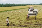 Trung Quốc đẩy mạnh xuất khẩu gạo, có thể thành đối thủ cạnh tranh chính của Việt Nam