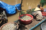 Người miền Tây lo mùa lũ... cạn: Cá linh không có, lợp bắt cua chờ người mua