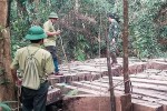 99 cây gỗ ở Vườn quốc gia Pù Mát bị chặt hạ