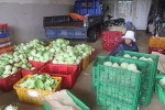 Rau xanh được dự báo khan hiếm sau mưa lũ