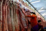 Giá heo hơi tăng mạnh, có nơi lên 7.000 đồng/kg