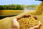 Đậu tương Mỹ chất đống không người mua khi Trung Quốc ngừng nhập khẩu