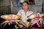Cua biển tăng giá mạnh