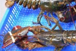 Vì sao cua hoàng đế, tôm hùm Alaska ồ ạt về Việt Nam với giá bèo?