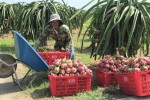 Giá thanh long Bình Thuận nhích lên sau khi cửa khẩu thông quan