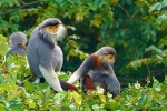 Thảo Cầm viên Sài Gòn tăng cường công tác cứu hộ và nhân giống Voọc Việt Nam