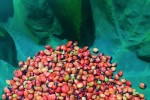 Săn mua hạt giống sâm Ngọc Linh
