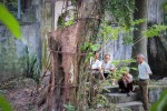 Vụ đấu giá gỗ sưa ở Hà Nội đổ bể vì khách chê quá đắt